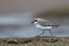 Charadrius leschenaultii