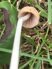 Conocybe apala