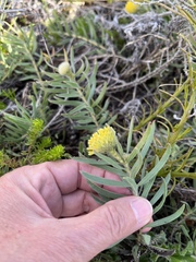 Leucospermum prostratum