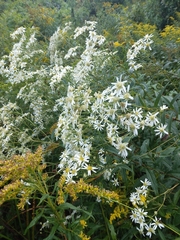 Doellingeria umbellata