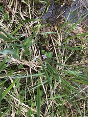 Viola palustris