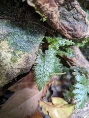 Hymenophyllaceae