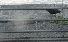 Columba livia domestica
