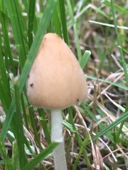 Conocybe apala