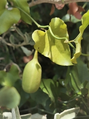 Aristolochia sempervirens