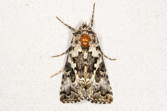 Syngrapha rectangula