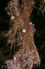 Usnea