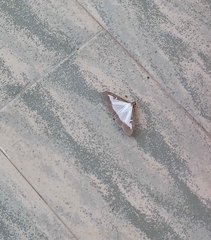 Cydalima perspectalis