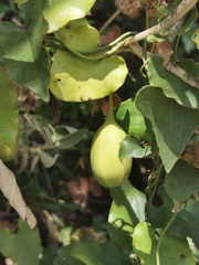 Aristolochia sempervirens