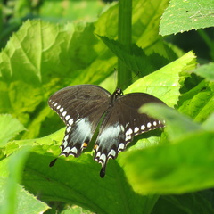 Papilio troilus