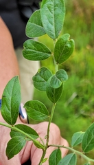 Vaccinium myrtilloides