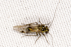 Psocomorpha