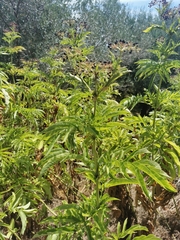 Sambucus ebulus