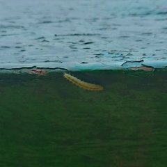 Pterygota