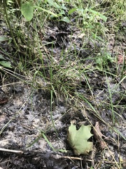 Agrostis stolonifera