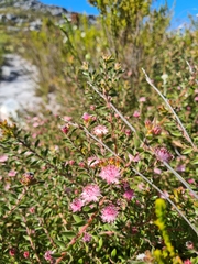 Diastella divaricata divaricata