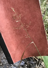 Agrostis stolonifera