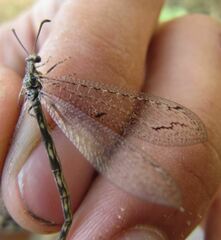 Neuroleon distichus