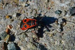 Pyrrhocoris apterus