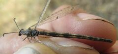 Neuroleon distichus