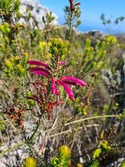 Erica abietina