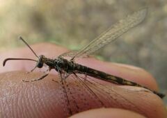 Neuroleon distichus