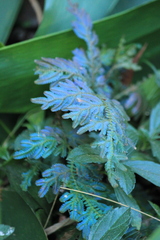 Selaginella willdenowii