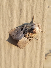 Meropleon diversicolor