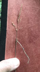 Agrostis stolonifera