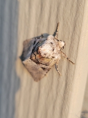 Meropleon diversicolor