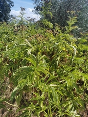 Sambucus ebulus