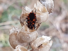 Spilostethus saxatilis
