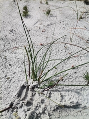 Trachyandra divaricata