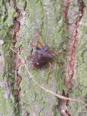 Pentatoma rufipes