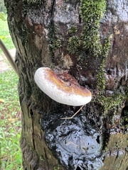 Ganoderma sessile