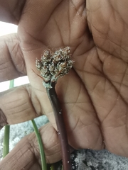 Trachyandra divaricata