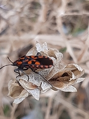 Spilostethus saxatilis