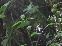 Magnoliopsida