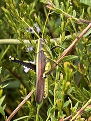 Schistocerca obscura