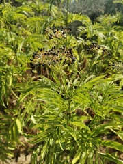 Sambucus ebulus