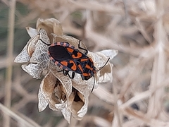 Spilostethus saxatilis