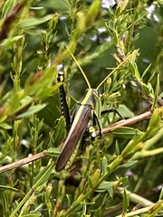 Schistocerca obscura