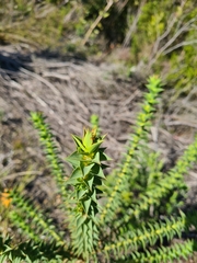 Aspalathus cordata