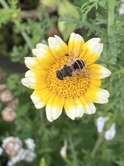 Eristalis arbustorum