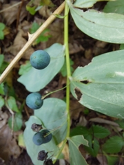 Polygonatum multiflorum