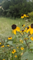 Rudbeckia triloba