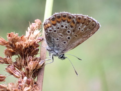 Plebejus
