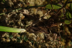 Scheuchzeria palustris