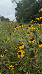 Rudbeckia triloba