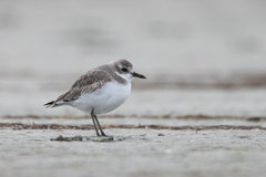 Charadrius leschenaultii